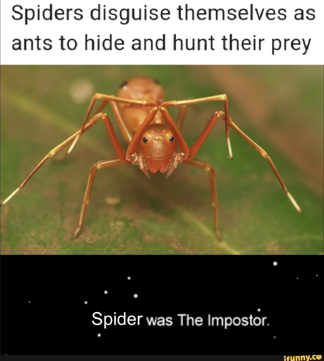 Spiders disguise themselves as ants to hide and hunt their prey
Spider was The Impostor