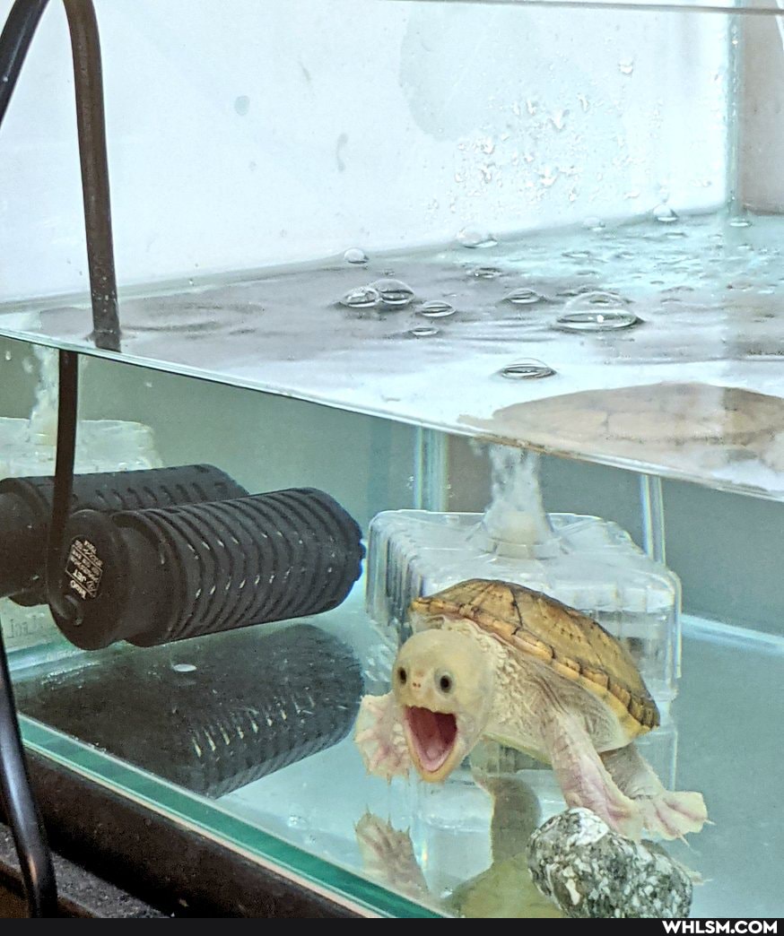funny, awesome, funny_animal