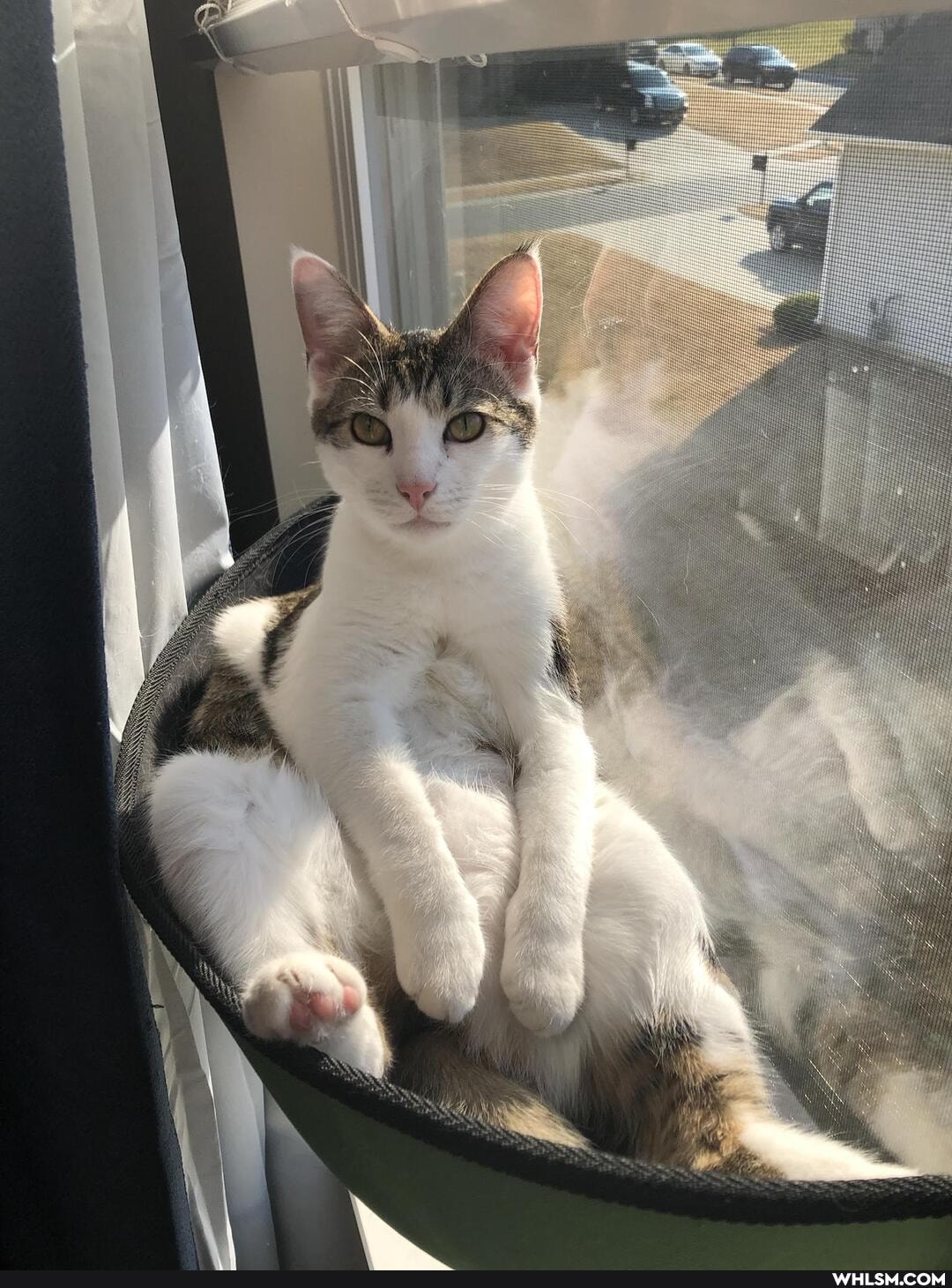 cat, aww