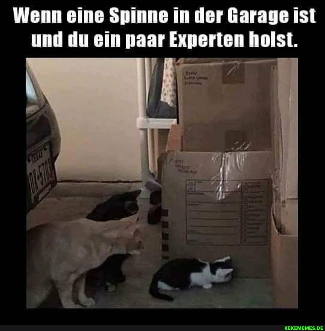Wenn eine Spinne in der Garage ist und du ein paar Experten holst ig =