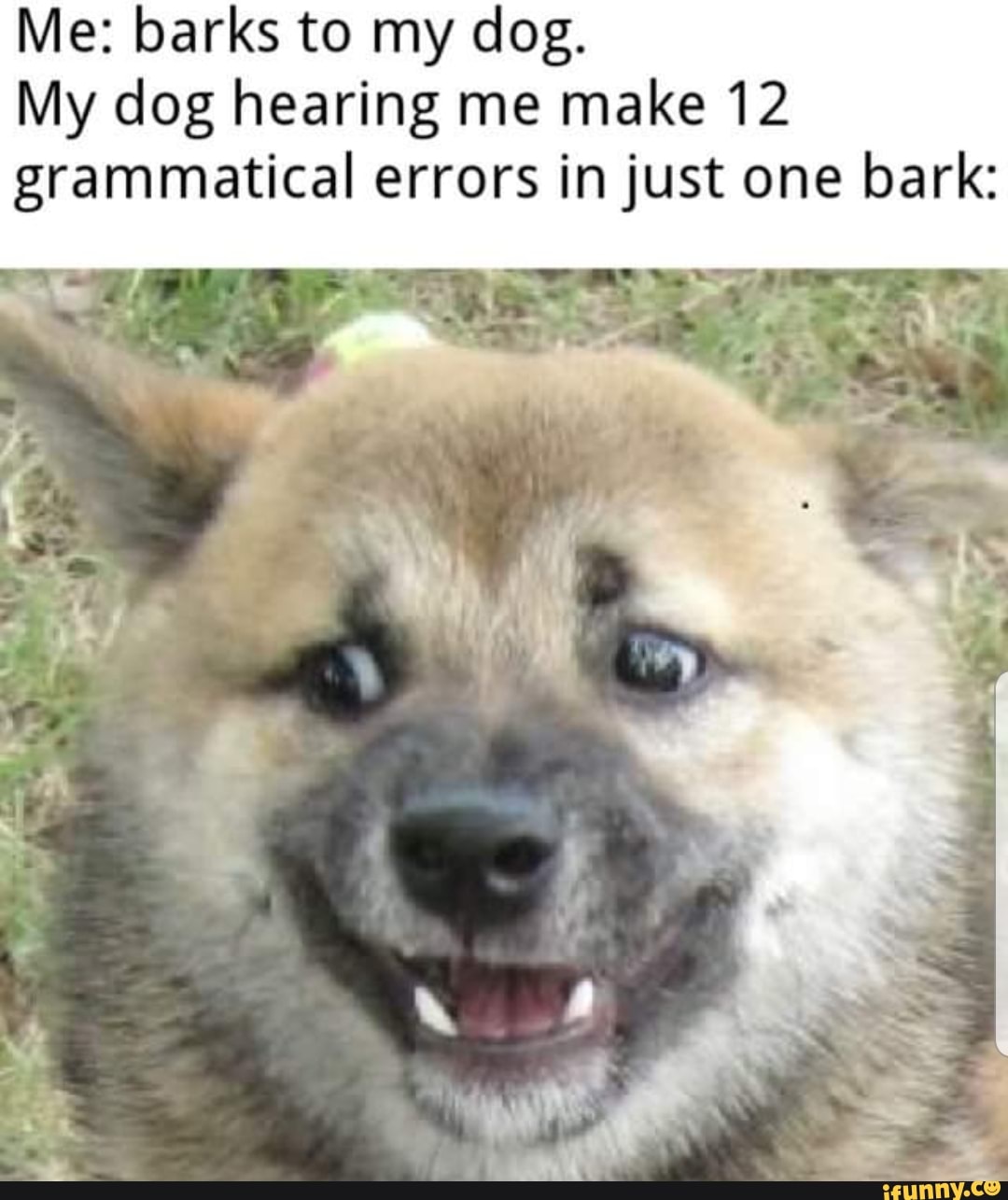 Me barks to my dog. My dog hearing me make 12 grammatical errors in