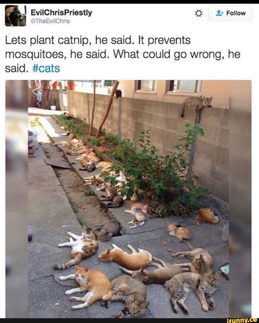 Lets plant catnip, he said. It prevents
mosquitoes, he said. What could go wrong, he
said. #cats