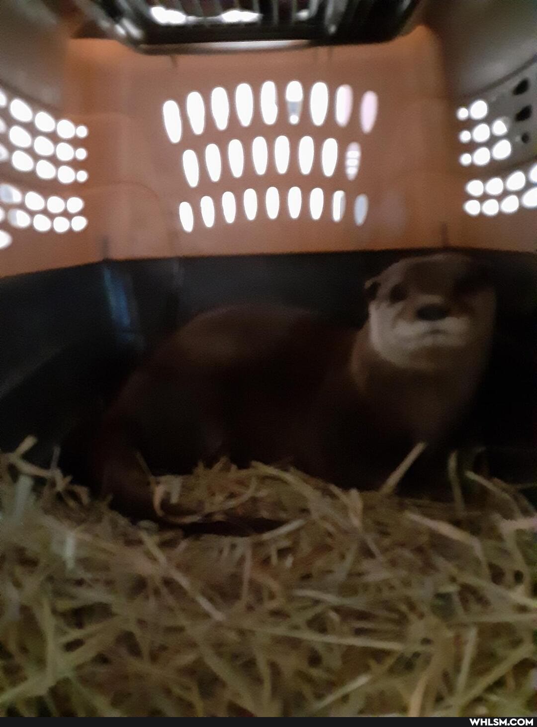 aww, otter, awwter, veterinarian
