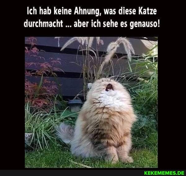 Ich hab keine Ahnung, was diese Katze durchmacht aber ich sehe es genauso!
fr