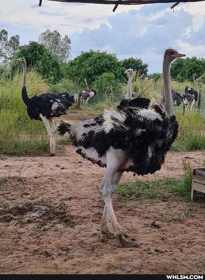 ostrich