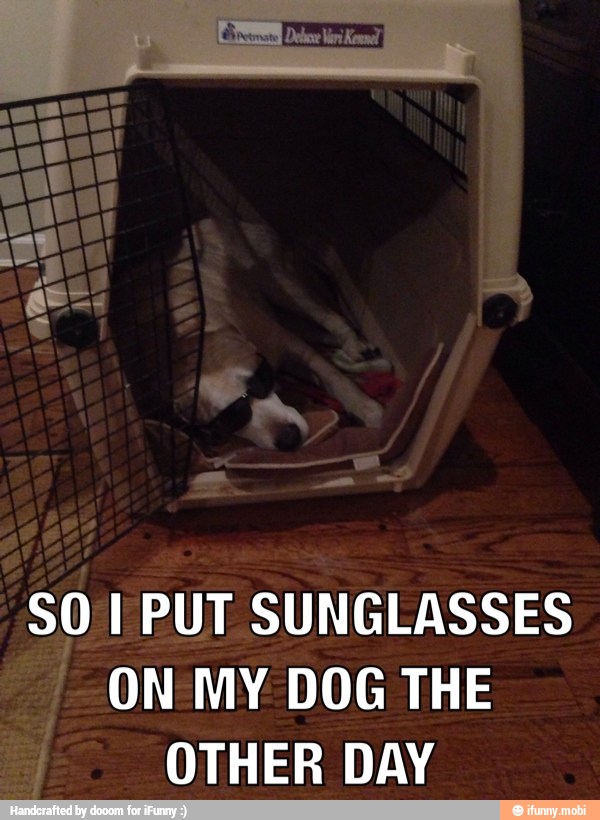 SO I PUT SUNGLASSES
E ON MY DOG THE
OTHER DAY
