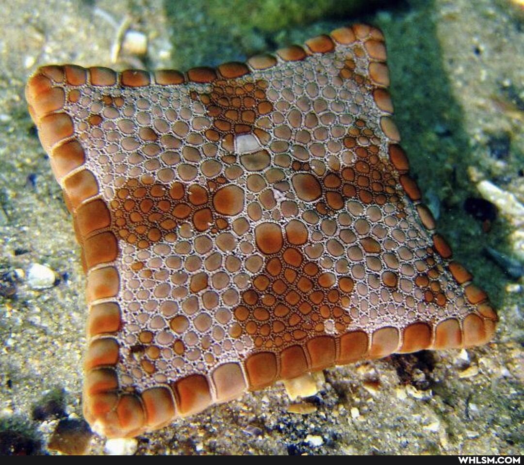 mildly_interesting, nature, awesome