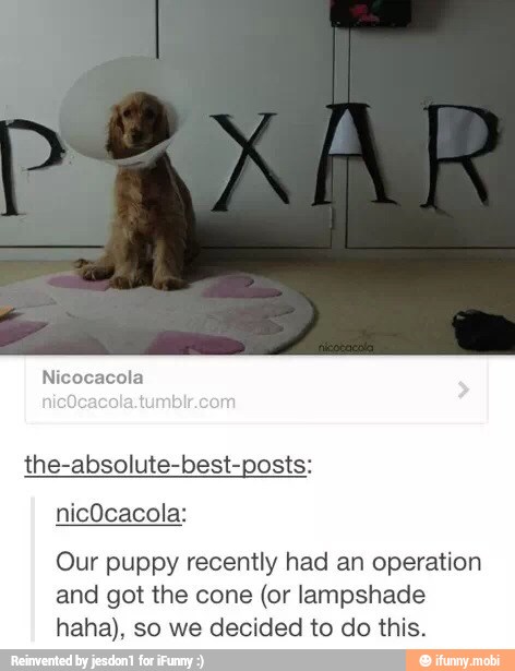 the-absolute-best-posts:
Our puppy recently had an operation
and got the cone (or lampshade
haha), so we decided to do this.