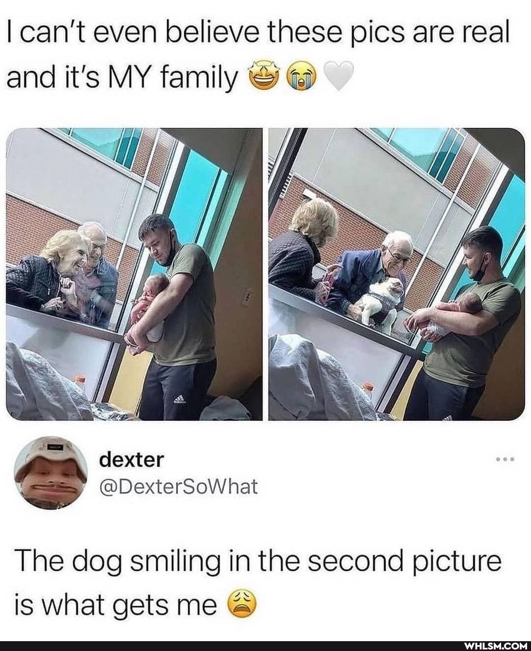 I can't even believe these pics are real and it's MY family @
dexter
The dog smiling in the second picture is what gets me