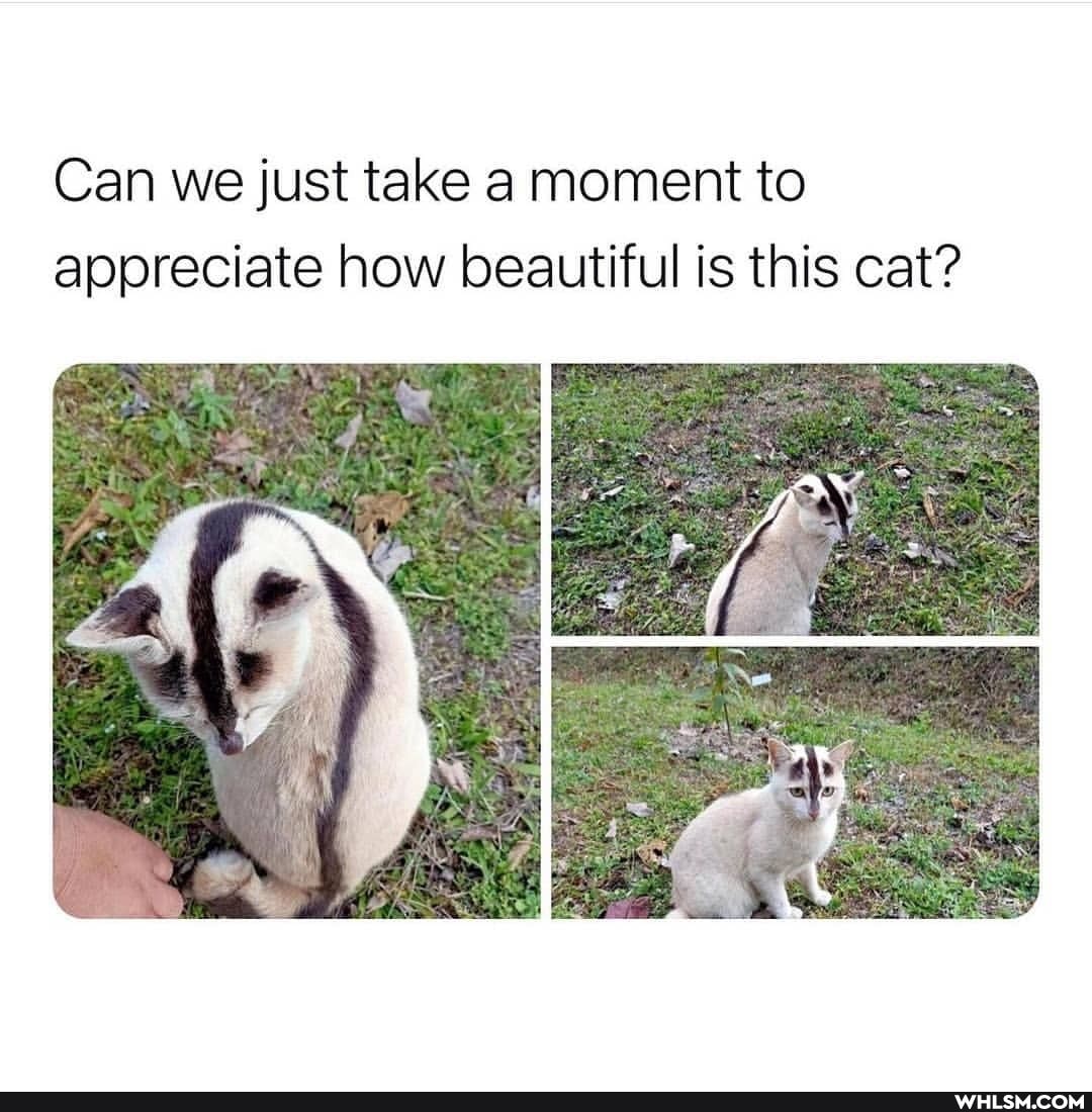Can we just take a moment to appreciate how beautiful is this cat?