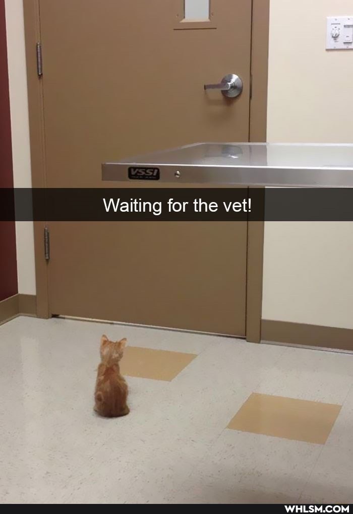 Waiting for the vet!