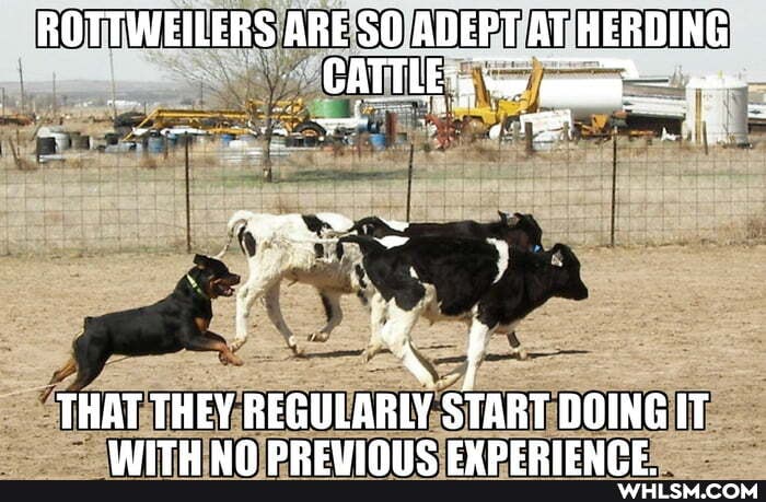 ROTTWEILERS ARE AT HERDING CATTLE's
THAT HAT THEY REGULARLY START DOING IT
HAT
DSIITEELIO NHOCUHIe CYNETHDIFTIne