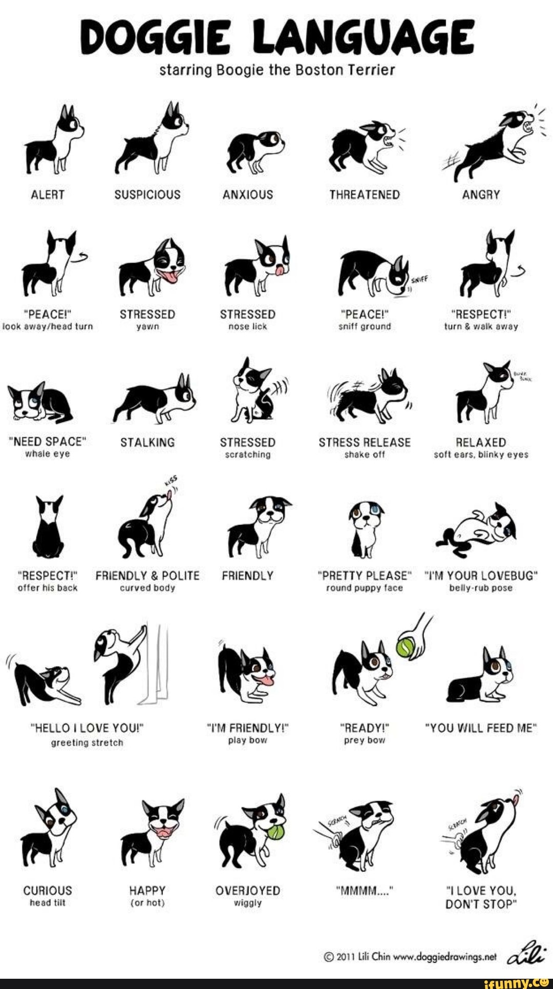 DOGGIE LANGUAGE
starring Boogie the Boston Terrier
ALERT SUSPICIOUS ANXIOUS THREATENED ANGRY sauel > off soft ears, blinky eyes
"PEACE! STRESSED STRESSED "PEACE!" "RESPECT!" look turn yewn nose lick sniff ground turn & walk away
"NEED SPACE" STALKING STRESSED STRESS RELEASE RELAXED whale eye scratching shake off eyes
soft ears, blinky eyes
"RESPECT!" FRIENDLY & POLITE FRIENDLY "PRETTY PLEASE" "I'M YOUR LOVEBUG" round puppy face belly rub pose offer his back curved body
round puppy face belly-rub pose
"HELLO I LOVE YOU!" "I'M FRIENDLY!" "READY" "YOU FEED
"YOU WILL FEED ME" greeting stretch play bow prey bow
CURIOUS HAPPY OVERJOYED "MMMM..." LOVE YOU, head tilt (or hot) wiggly DON'T sTOP"
2011 Lili Chin net
