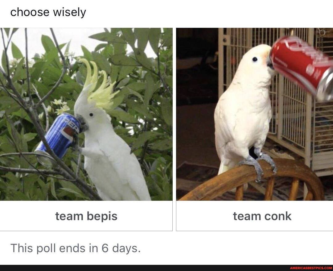 choose wisely
team bepis team conk
This poll ends in 6 days.