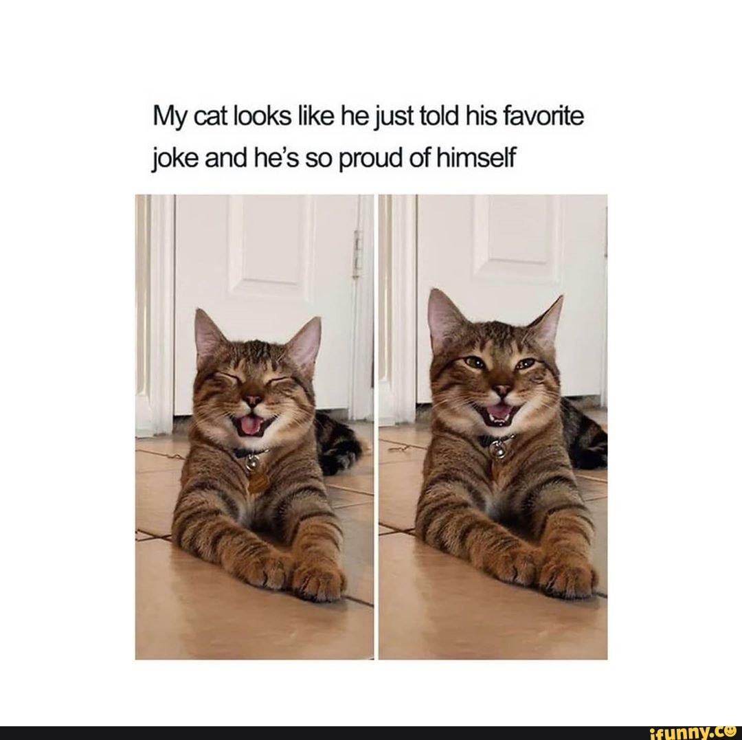 My cat looks like he just told his favorite joke and he's so proud of himself