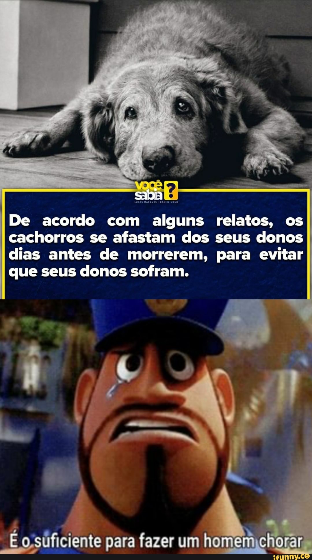 sia
De acordo com alguns relatos, os cachorros se afastam dos seus donos dias antes de morrerem, para evitar que seus donos sofram.
para suficiente fazer um ho chorar
