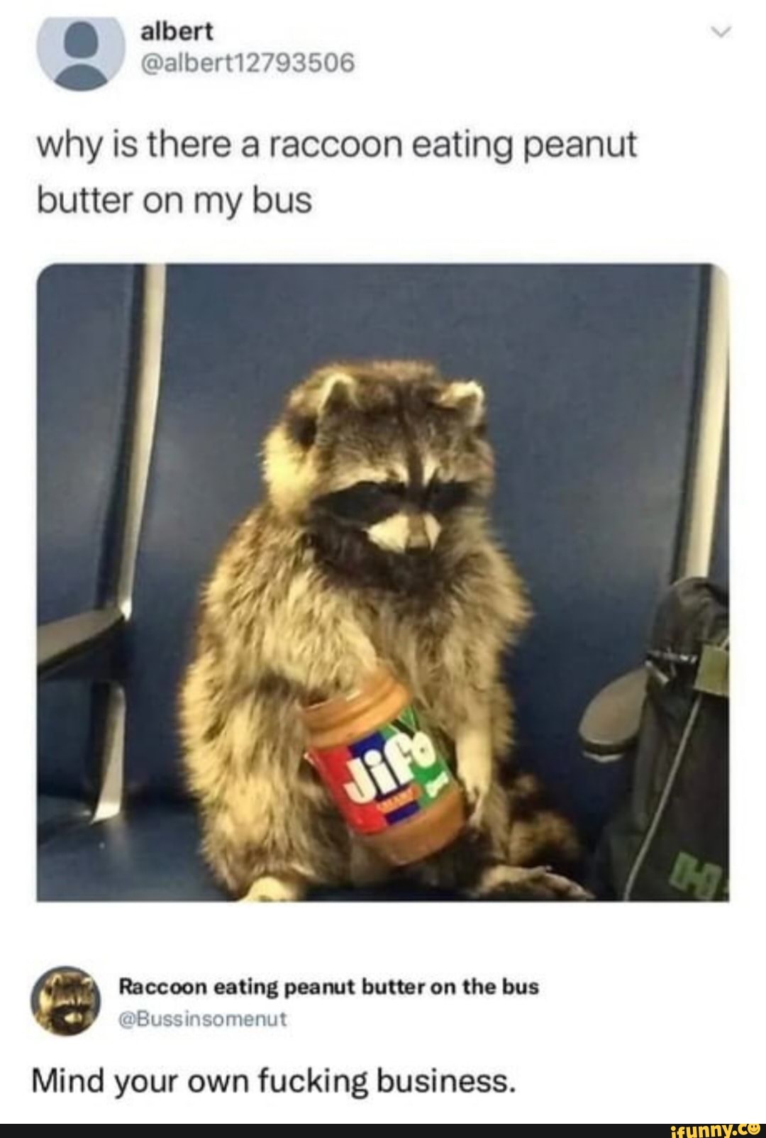 Albert why is there a raccoon eating peanut butter on my bus Raccoon