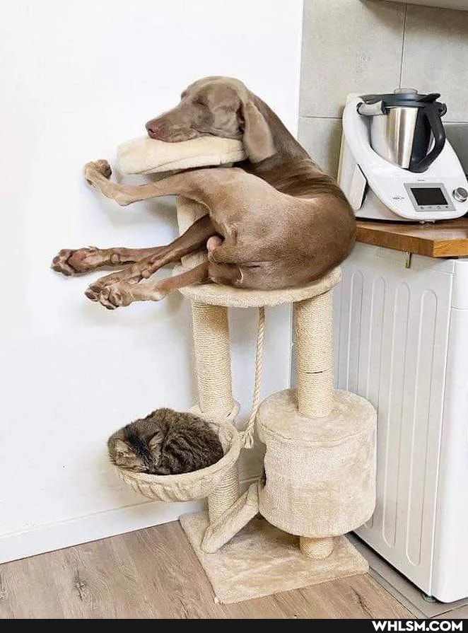 cat, cute_animal, dog