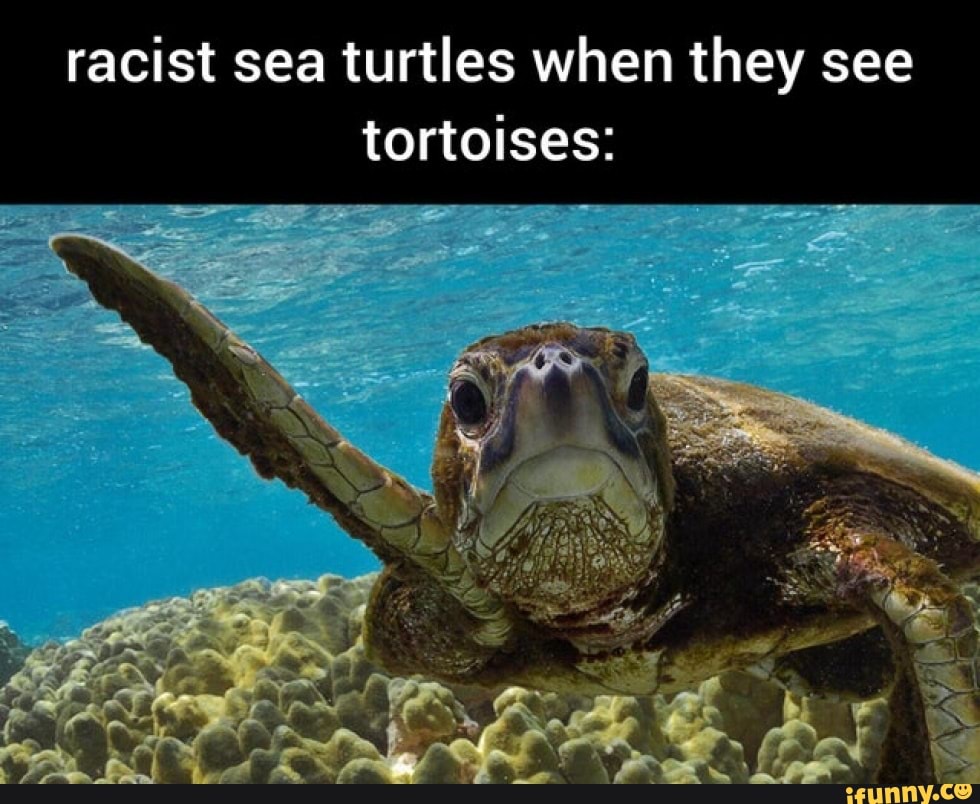 Racist sea turtles when they see tortoises: - iFunny