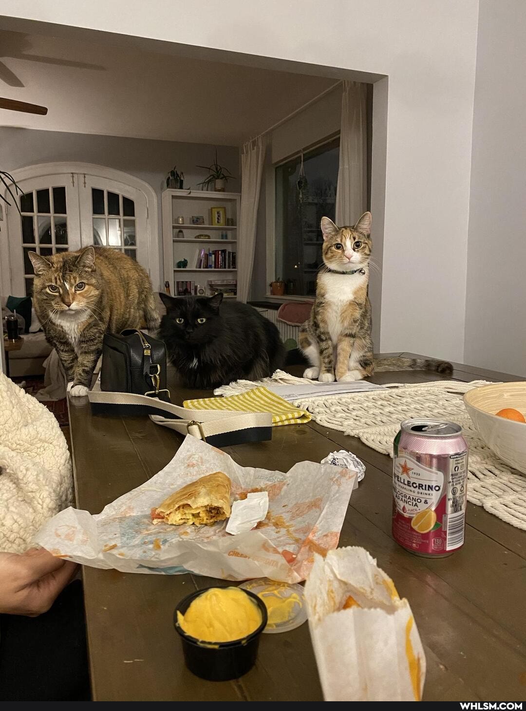 cats, tacos, hungry