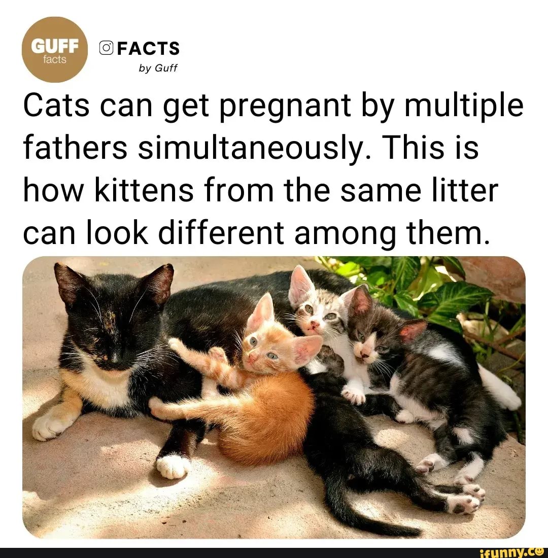 FACTS by Guff Cats can get pregnant by multiple fathers simultaneously