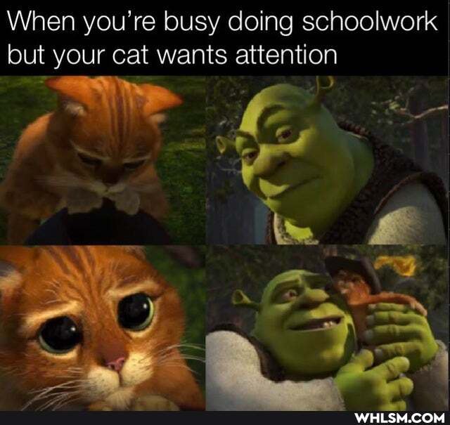 When you're busy doing schoolwork but your cat wants attention