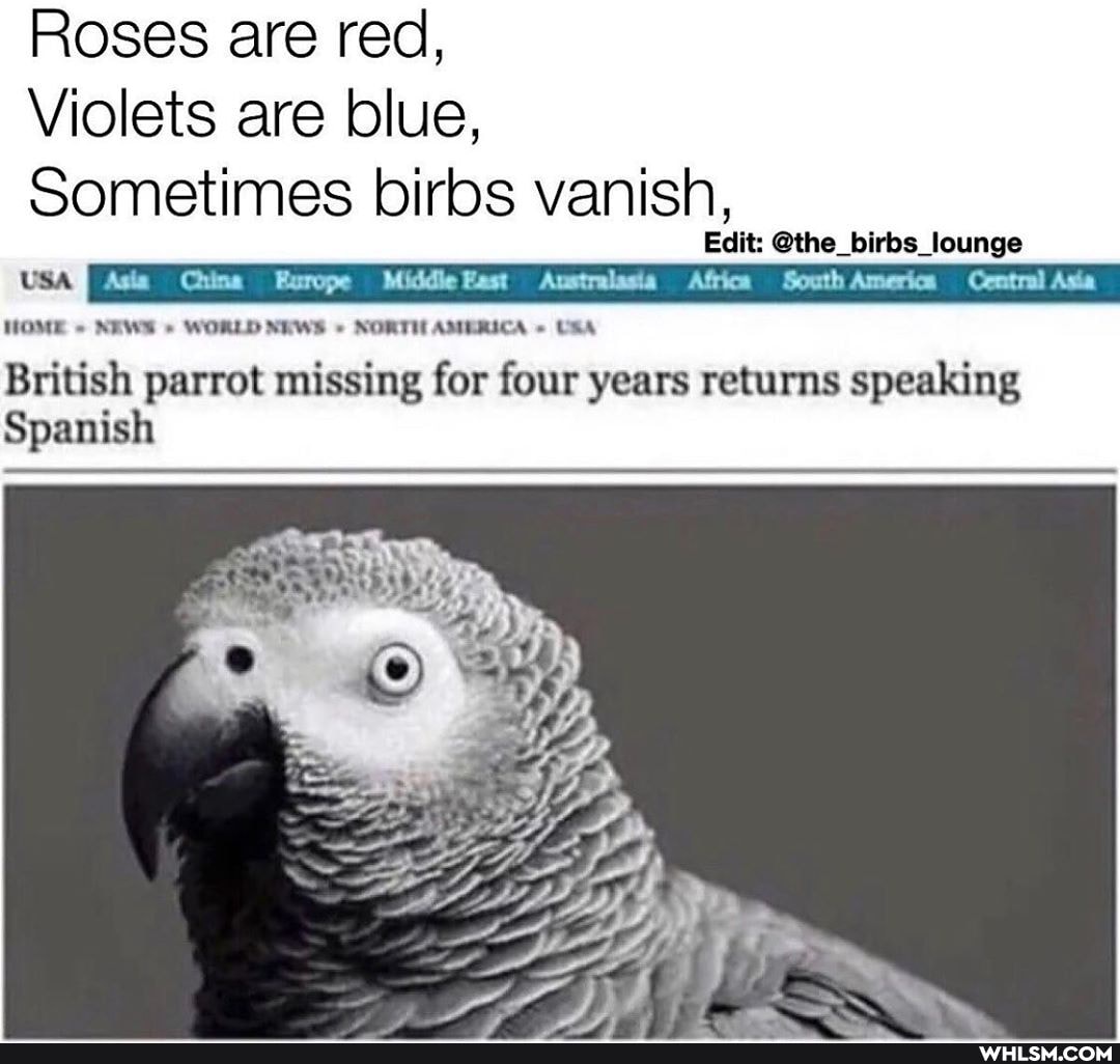 Roses are red,
Violets are blue,
Sometimes birbs vanish,
Edit: @the_birbs_lounge
Asia Chine Europe MiddleBast Australasia Africe SouthAmericn Contral Asia
HOME NEWS WORLD NEWS NORTH AMERICA USA
Spanish
British parrot missing for four years returns speaking