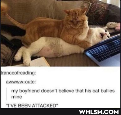 tranceofreading
awwww-cute:
my boyfriend doesn't believe that his cat bullies mine