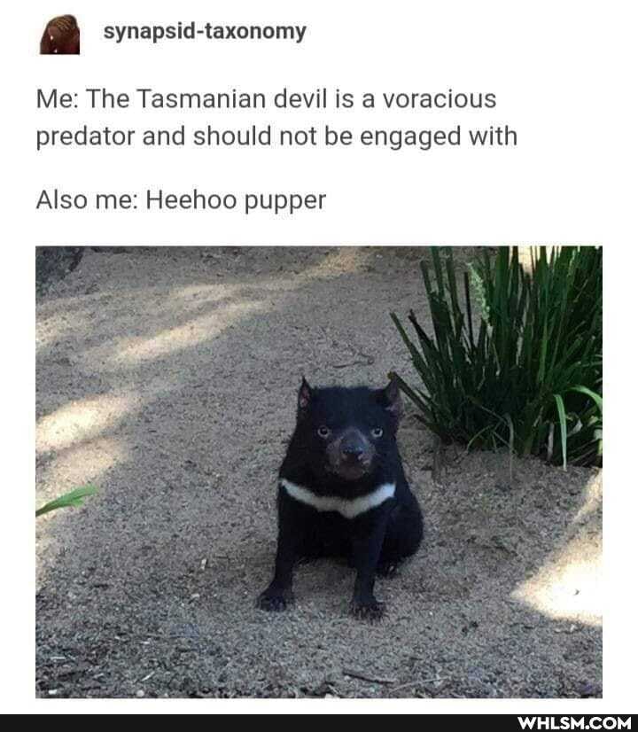 Aa synapsid-taxonomy
Me: The Tasmanian devil is a voracious predator and should not be engaged with
Also me: Heehoo pupper
