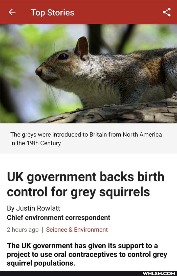 Top Stories
The greys were introduced to Britain from North America in the 19th Century
UK government backs birth control for grey squirrels
By Justin Rowlatt
Chief environment correspondent
2 hours ago I Science & Environment
The UK government has given its support to a
project to use oral contraceptives to control grey squirrel populations.