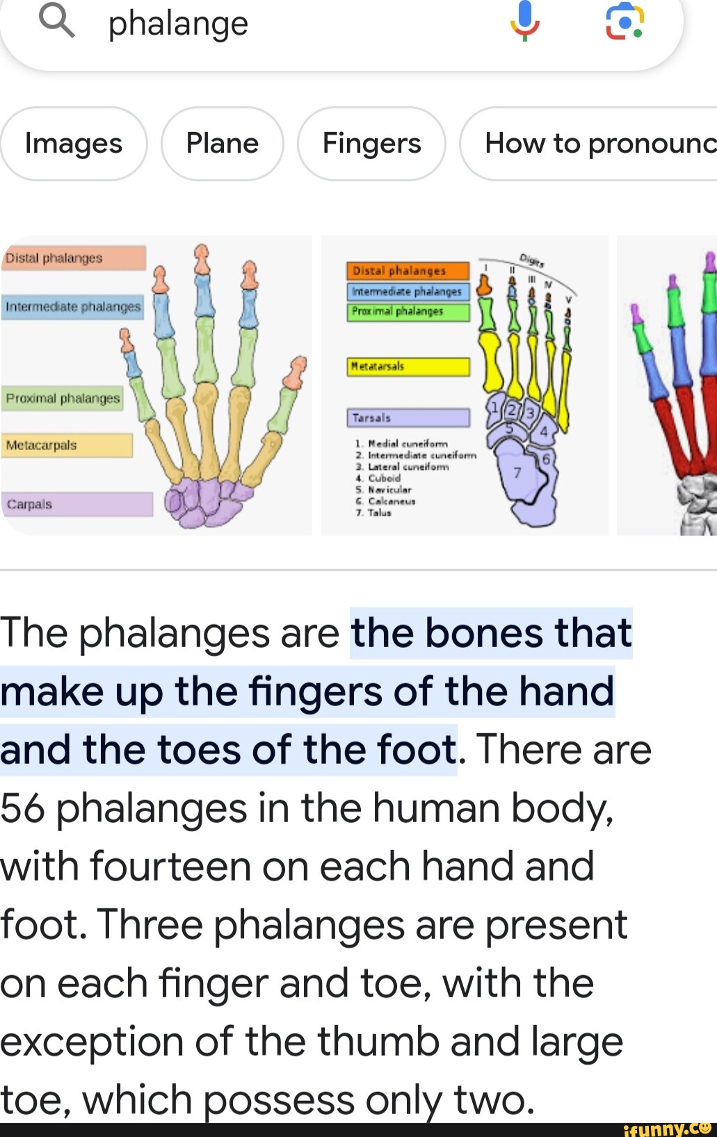 What Is A Phalange On A Plane I Q. phalange Images Plane Fingers How to pronounc ER The phalanges are