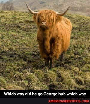 Which way did he go George huh which way - Which way did he go George huh which way