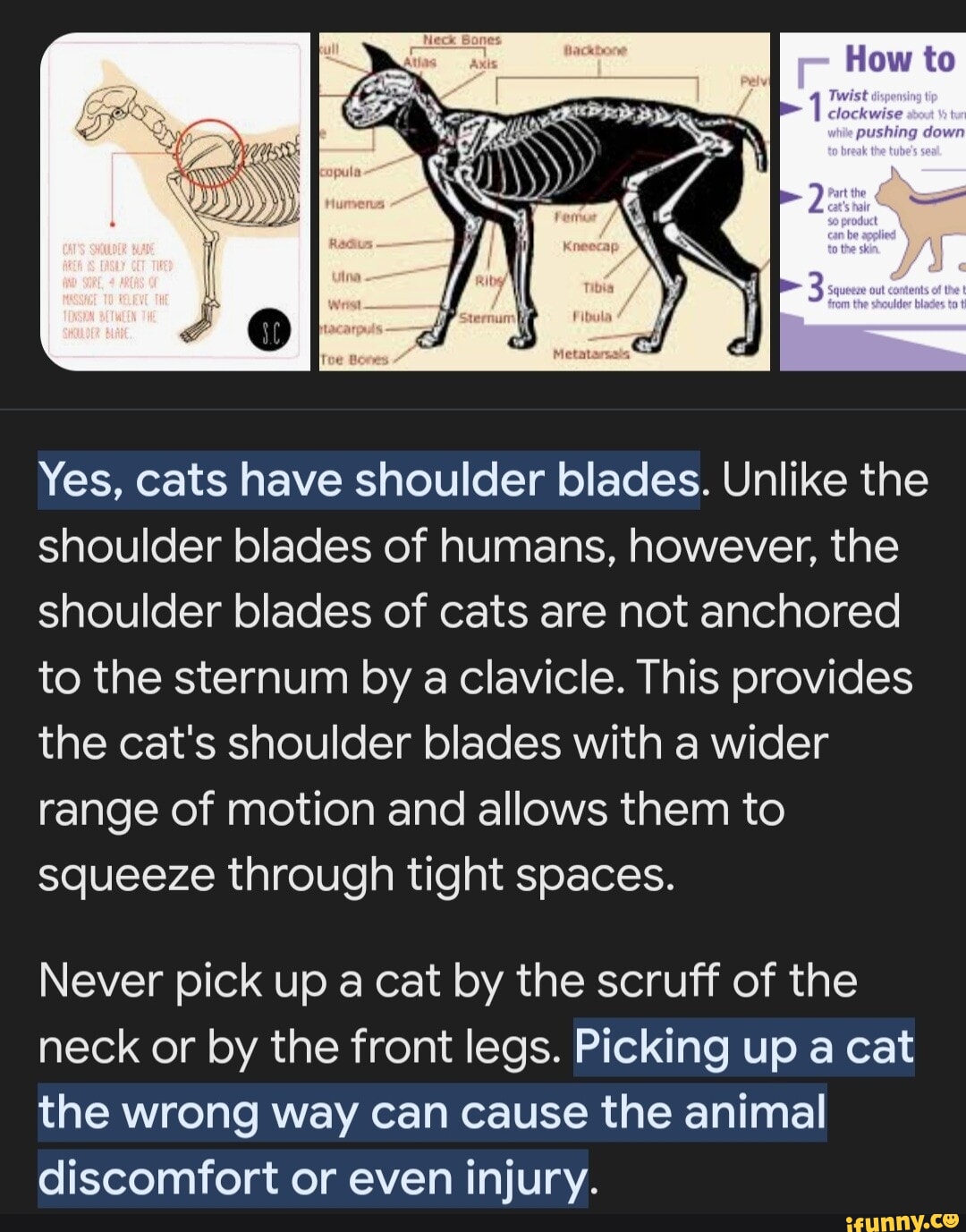 Yes, cats have shoulder blades. Unlike the shoulder blades of humans, however, the shoulder