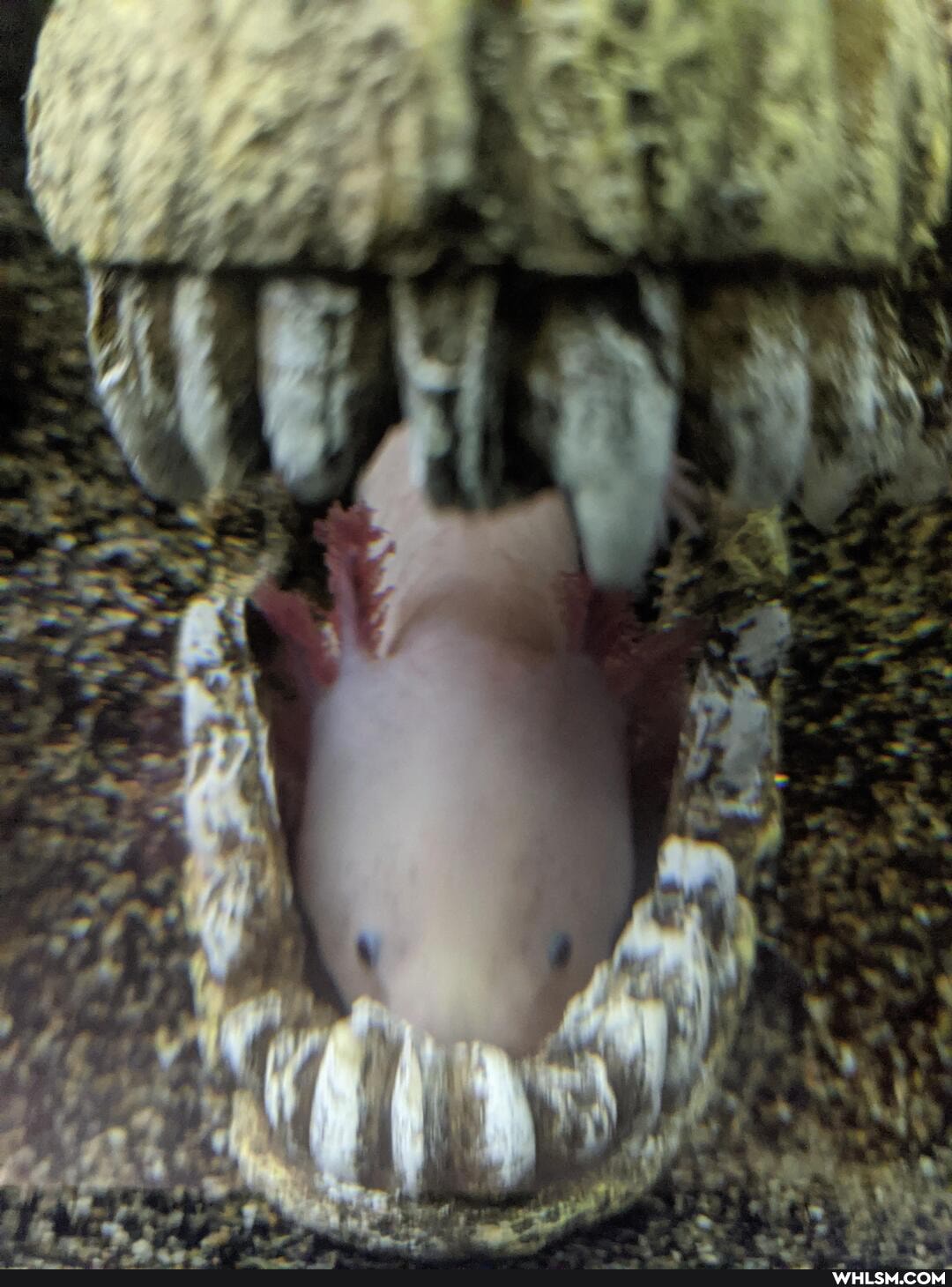 pets, axolotl