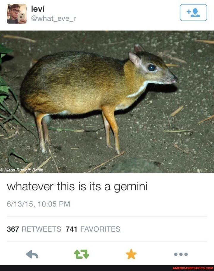 whatever this is its a gemini
levi
Klaus
PM
367 RETWEETS 741 FAVORITES
aH