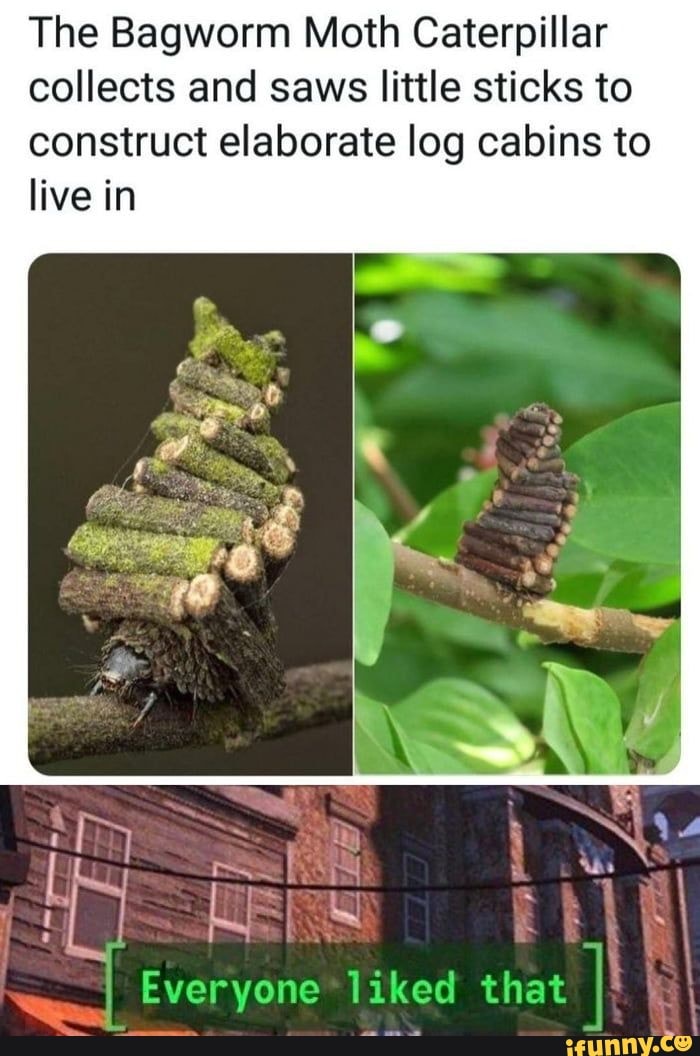 The Bagworm Moth Caterpillar
collects and saws little sticks to
construct elaborate log cabins to
live in
I Everyone*liked that