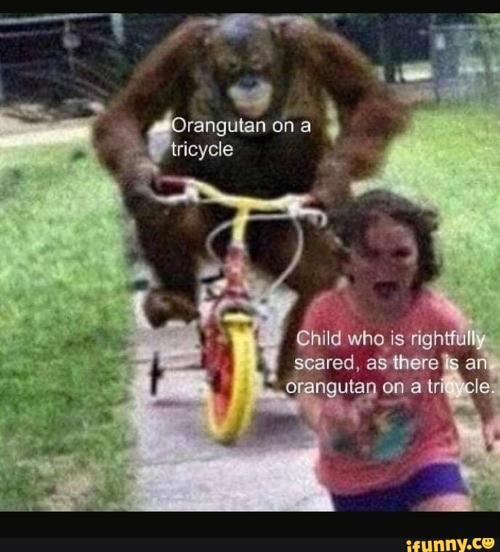 \Orangutan on a tricycle
Child who is rightfully scared, as there an ra on a