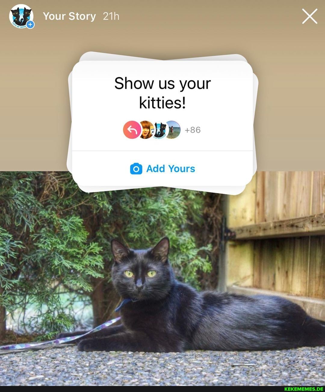 an. Your Story Show us your kitties! +86 Add Yours