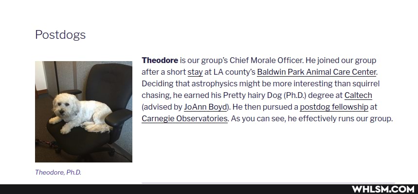 Postdogs
Theodore PhD.
Theodore is our group's Chief Morale Officer. He joined our group after a short stay at LA county's Baldwin Park Animal Care Center.
Deciding that astrophysics might be more interesting than squirrel chasing, he earned his Pretty hairy Dog (Ph.D) degree at Caltech
(advised by JoAnn Boyd). He then pursued a postdog fellowship at
Carnegie Observatories. As you can see, he effectively runs our group.