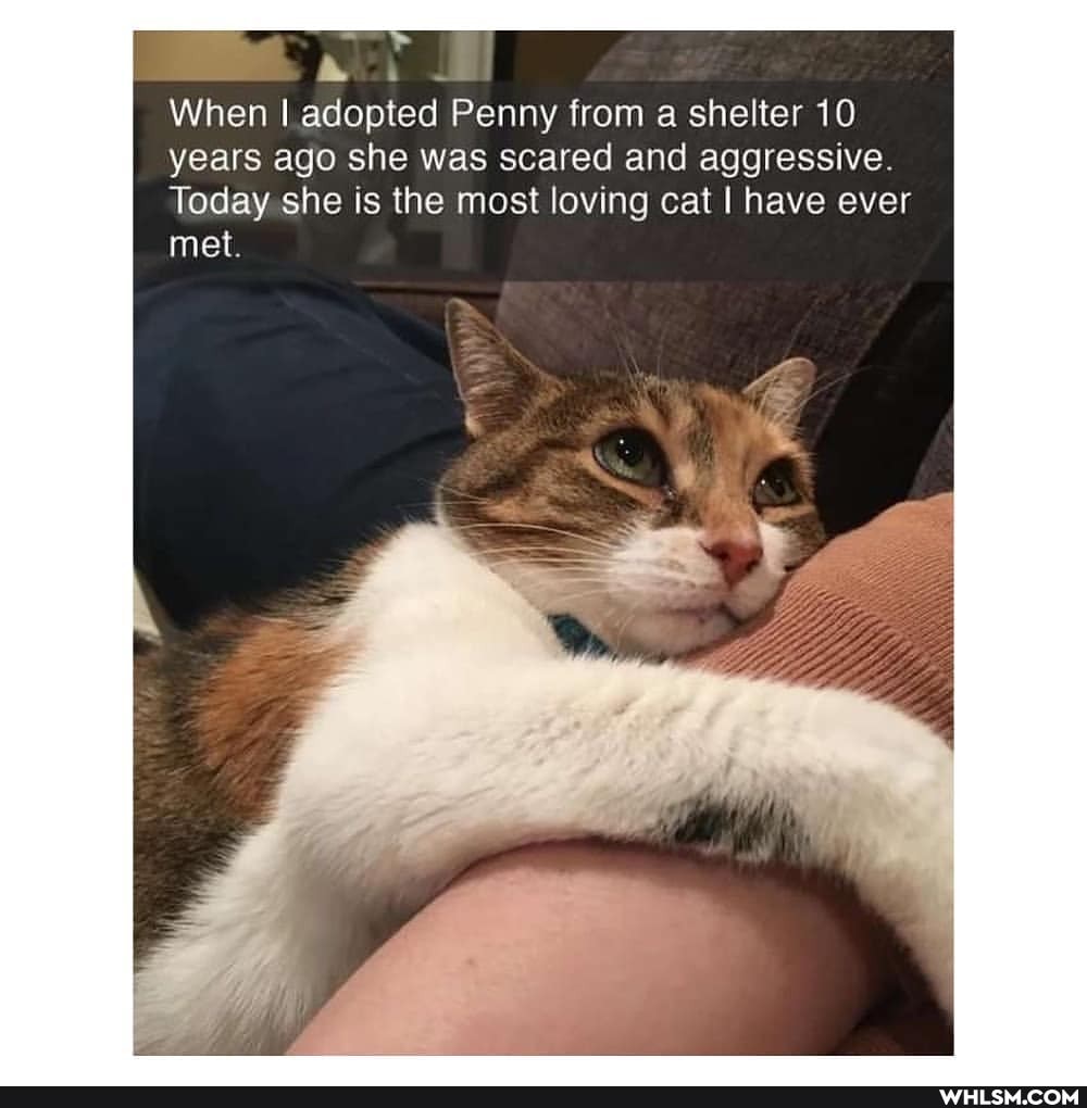 When I adopted Penny from a shelter 10 years ago she was scared and aggressive.
Today she is the most loving cat I have ever met.