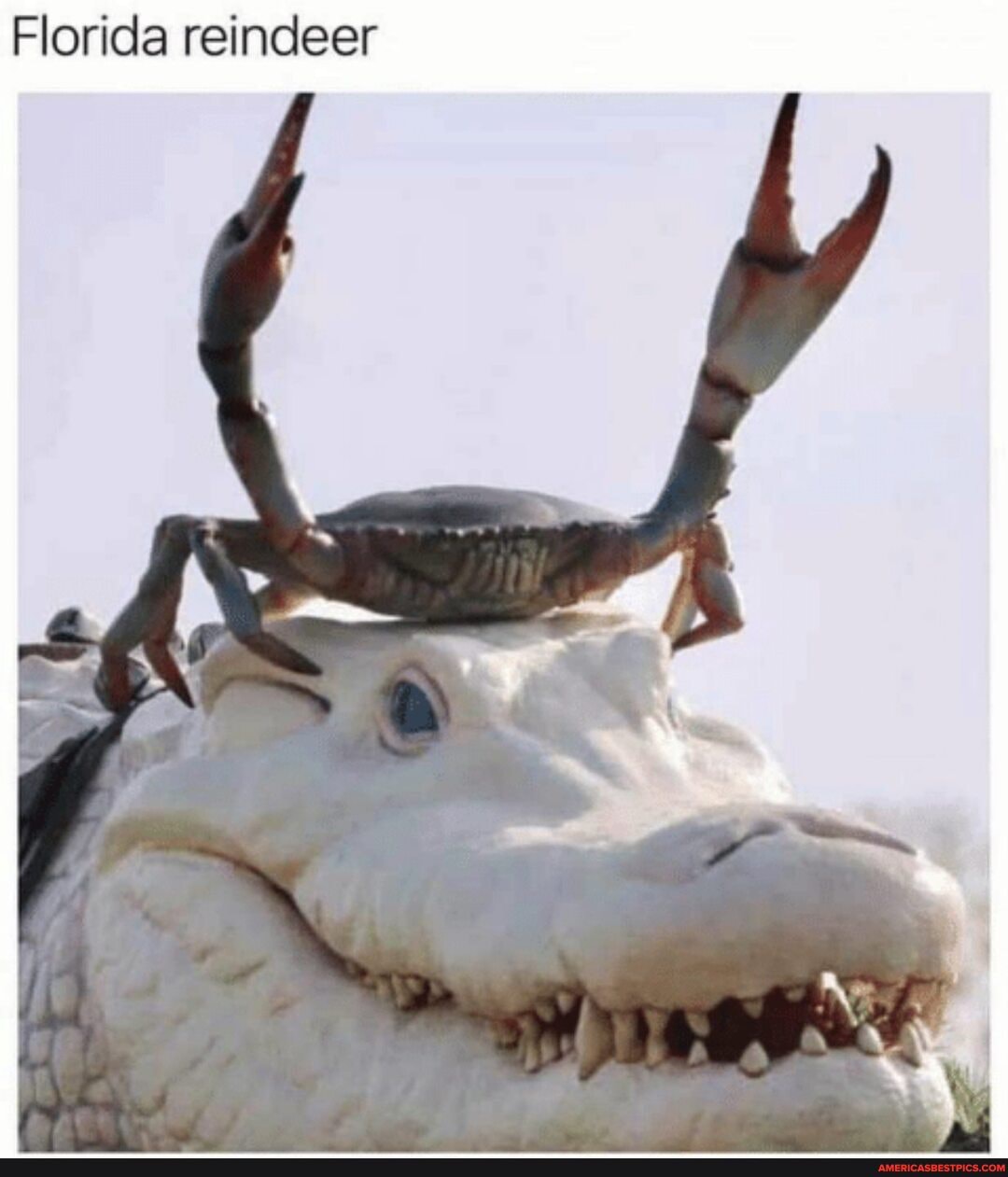 Florida reindeer