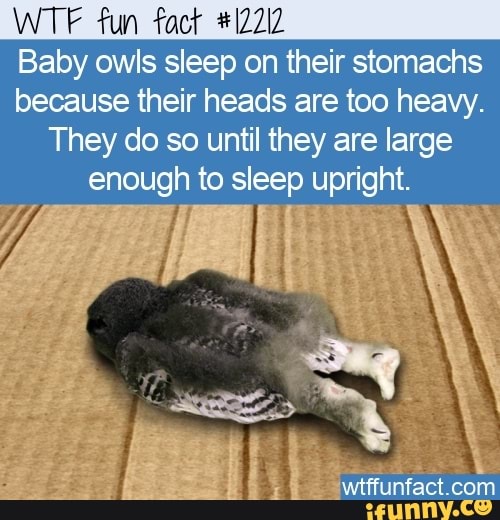 Fun Baby owls sleep on their stomachs because their heads are too heavy