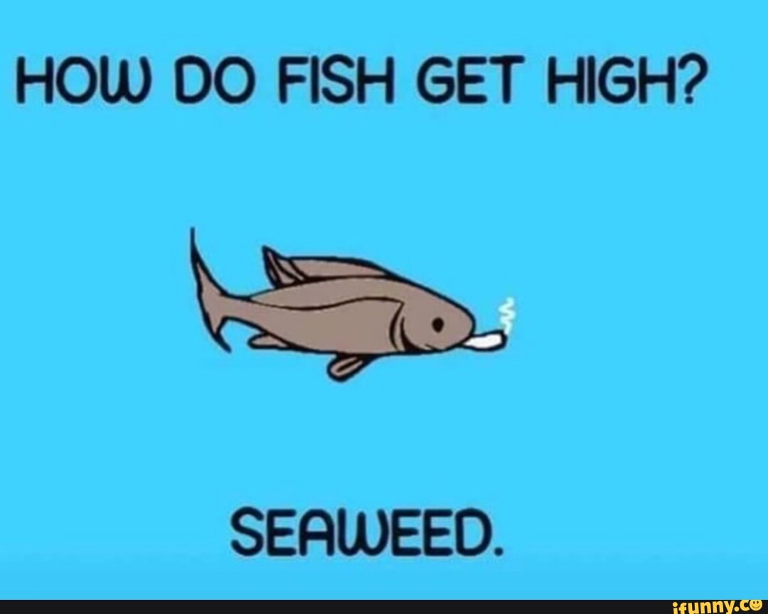 How DO FISH GET HIGH? SERUJEED. - iFunny