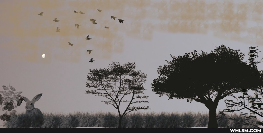 nature, trees, sky