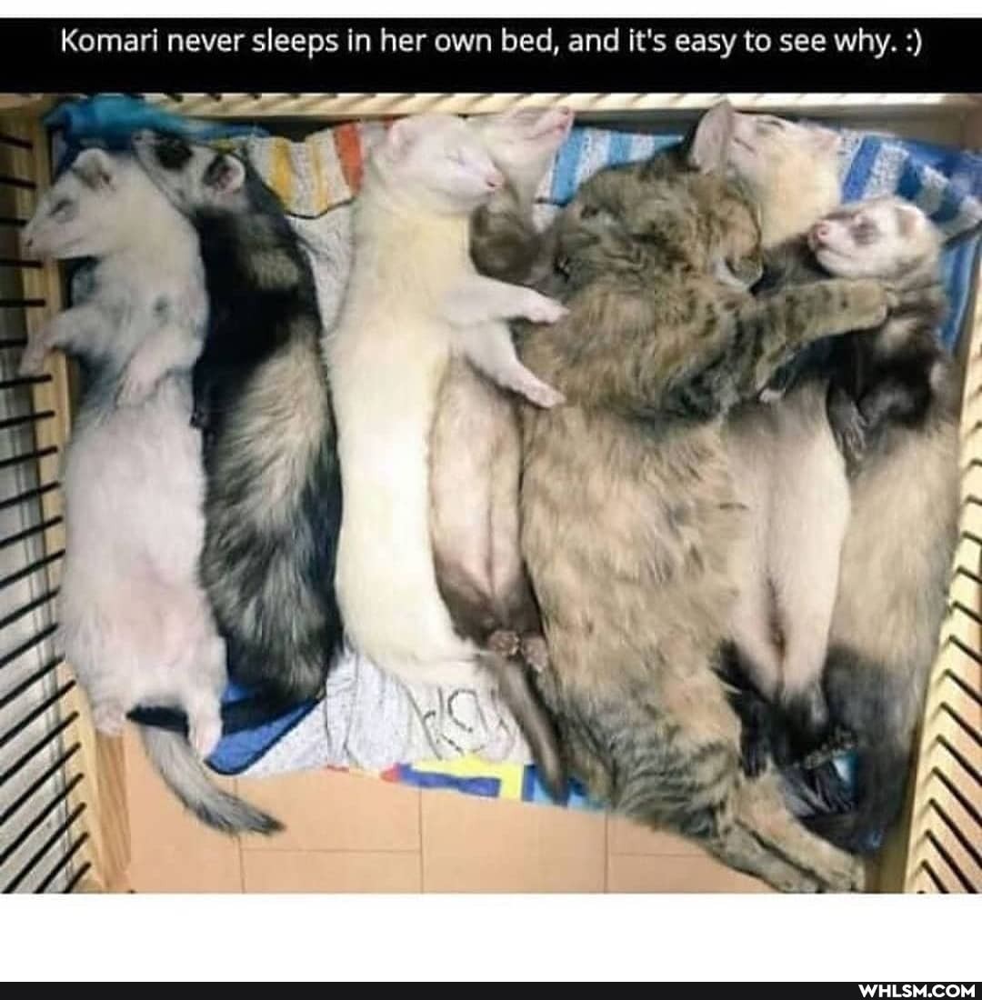 Komari never sleeps in her own bed, and it's easy to see why.
WAS