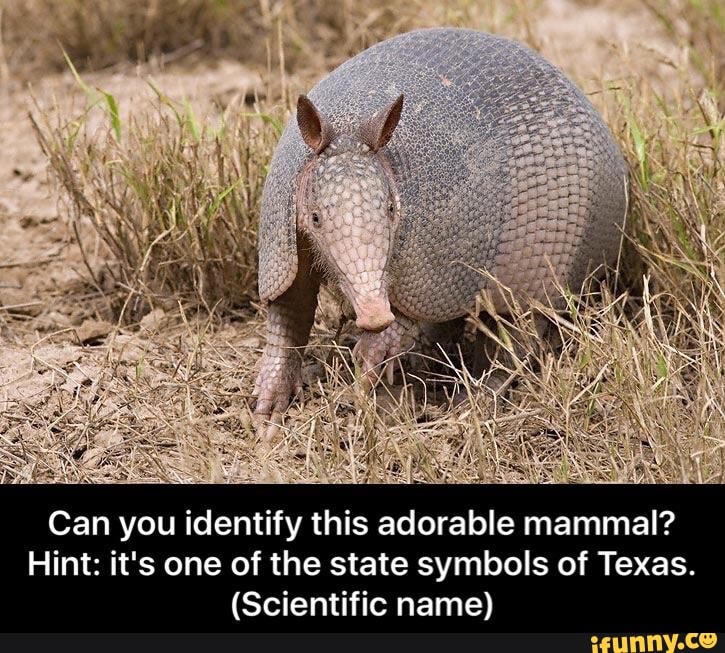 Can you identify this adorable mammal?
Hint: it's one of the state symbols of Texas.
(Scientific name)