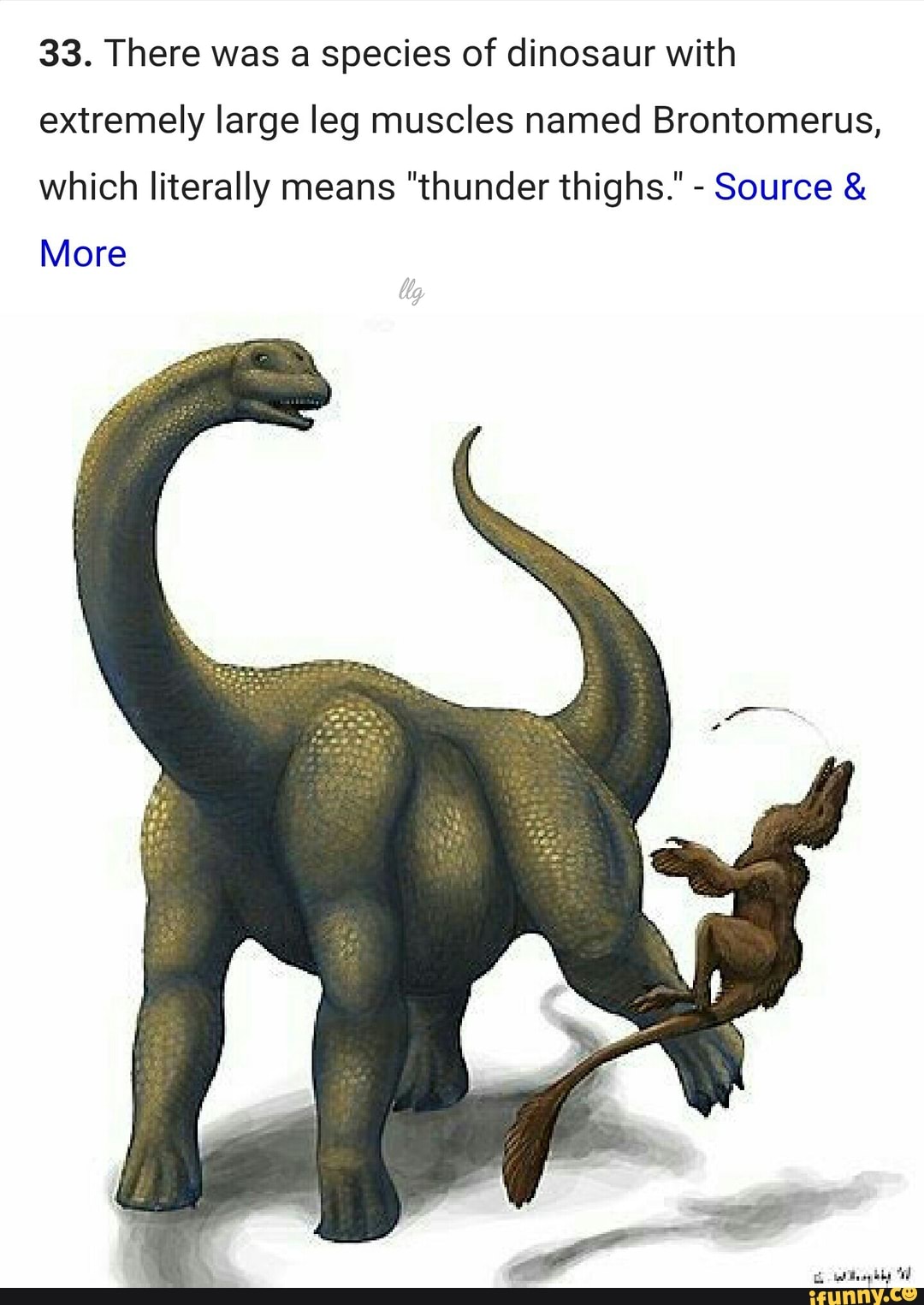 33. There was species of dinosaur with extremely large leg muscles ...