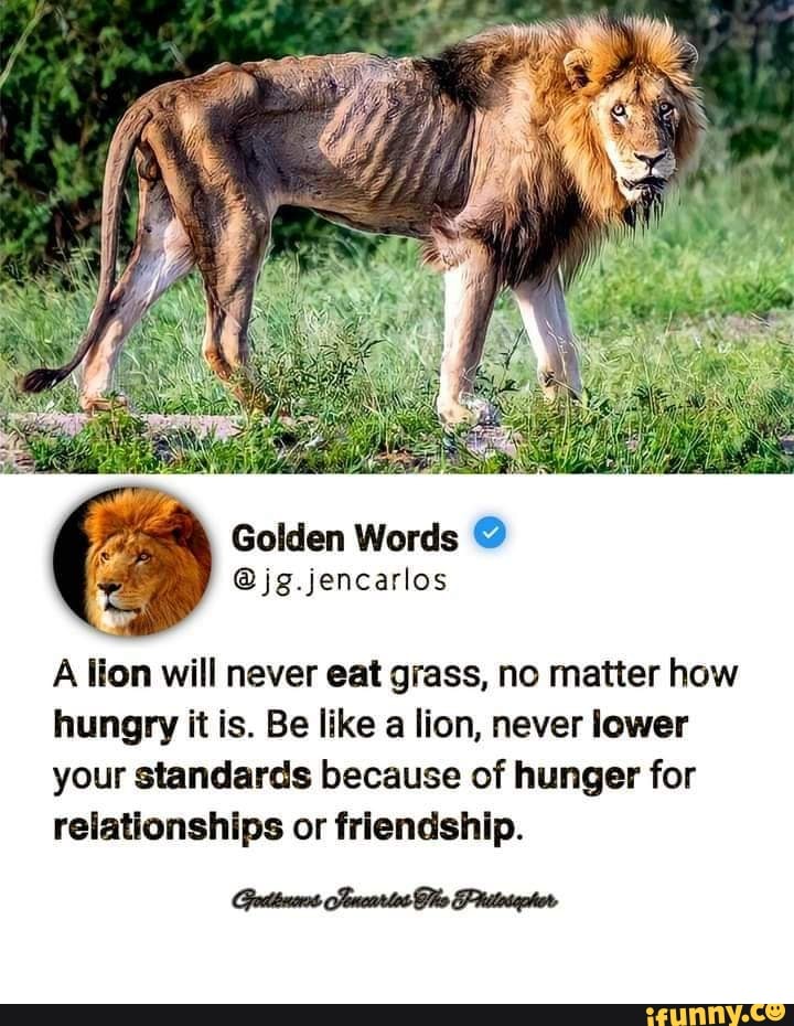 Eating Pussy Lion Meme