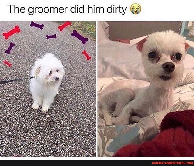 The groomer did him dirty