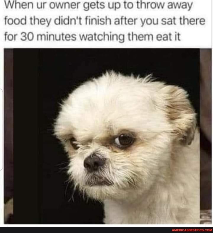 When ur owner gets up to throw away
food they didn't finish after you sat there
for 30 minutes watching them eat it
